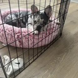 Frenchie FOR SALE NOW