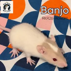 Pet Rat - Standard Female - Banjo