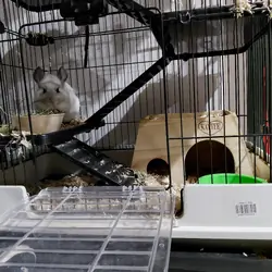 Chinchilla