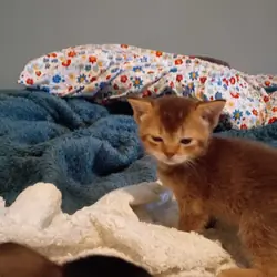 Abyssinian Kittens