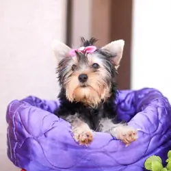 Puppy for Sale – Friendly, Healthy For A New Home