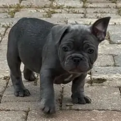 Male french bulldog puppies