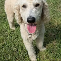 3yr old male Golden Doodle certified service dog