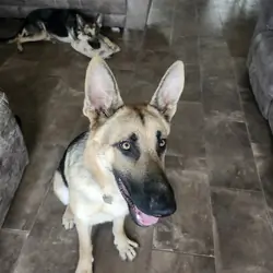 GSD Puppy, 1 Male