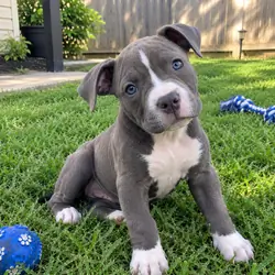 A 10 week old pitbull puppy