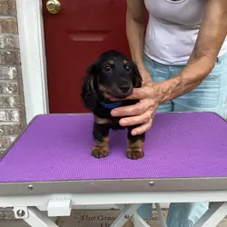 Long Haired Mini Dachshund