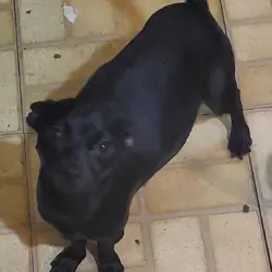 1 1/2 year dog. Female