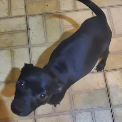1 1/2 year dog. Female