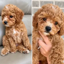 Roo the Cavapoo