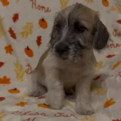 Dachshund mix havanese puppies