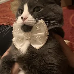 Senior cat