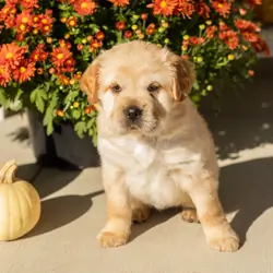 Mini Hippo female puppy in Indiana (Molly)