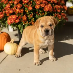 Mini Hippo female puppy in Indiana (Maple)