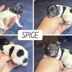 Pomeranian Puppies