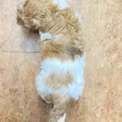 Labradoodle