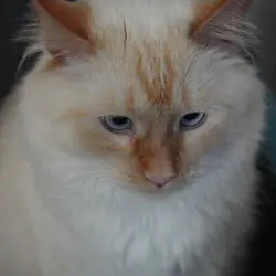 Flame point Ragdoll