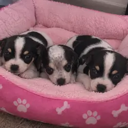Mini dachshund/ toy chihuahua puppies