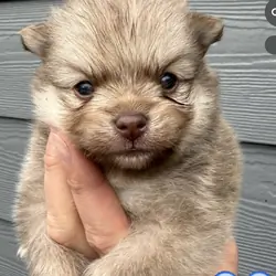 Pomeranian puppy