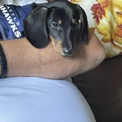 Mini dachshund male puppy