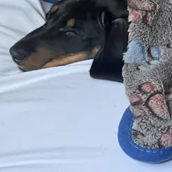 Mini dachshund male puppy
