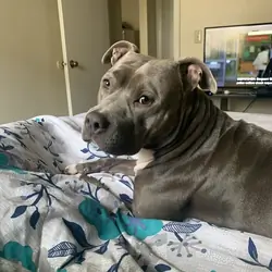 10 months old pitbull
