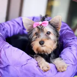 Puppy for Sale – Friendly, Healthy For A New House