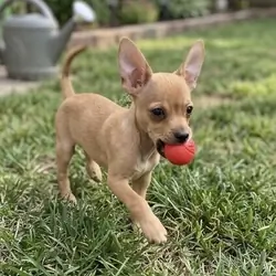 Sweet&playful Chihuahua Puppy(11 Weeks)Vet checked
