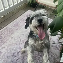 Sweet Miniature Schauzer Looking for a Loving Hom