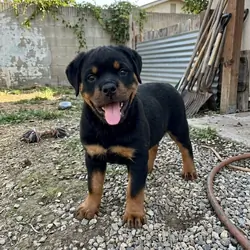 puppy