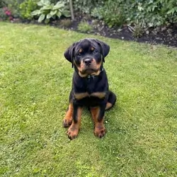 puppy
