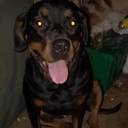 German Rottweiler needing good home!
