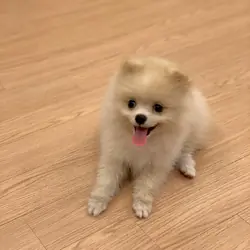 Sweet 10-week-old Pomeranian Puppy