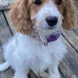male cavapoo