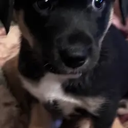 Border collie lab mix puppy