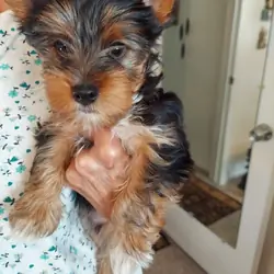 Yorkie Male Yorkshire Terrier