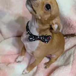 Male Chihuahua pup