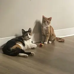 Two Cats. Bonded Pair