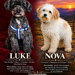 Cavapoochons