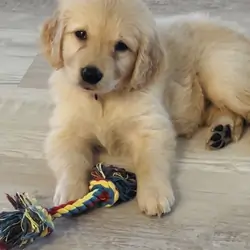 Golden Retriever Puppy