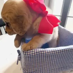 Golden Retriever Puppy