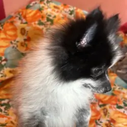 Pomeranian Puppies