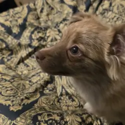Pomeranian
