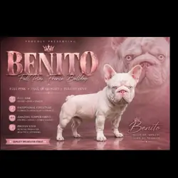 French Bulldog Puppies