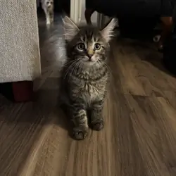 Beautiful Purebred Maine Coon Kittens – 3 Males Av