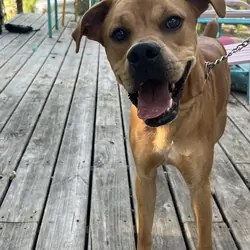 Boxer mix
