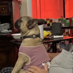French bulldog male, neutered