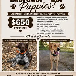 Labrador x German Shorthaired pointer mix