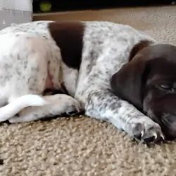 Labrador x German Shorthaired pointer mix