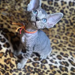 Really Cute tabby Boy Sphynx Kitten