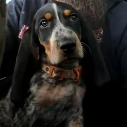 basset bleu de gascogne